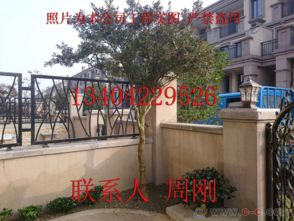 蘇州園林綠化 從設計、施工到養護的古典與現代融合之道